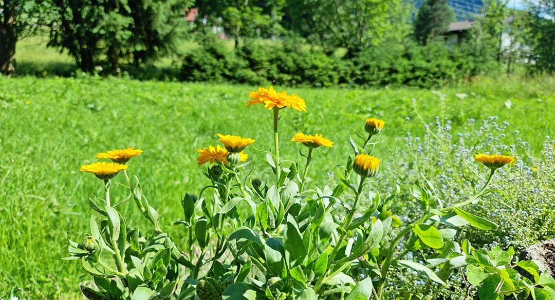 Die Ringelblumen blühen jedes Jahr direkt bei uns am Sonnentalhof.